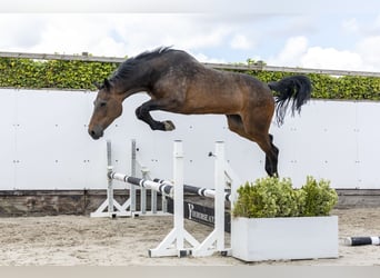 Holstein, Mare, 12 years, 17 hh, Brown