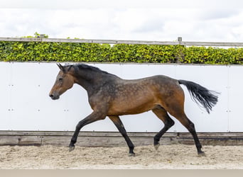 Holstein, Mare, 12 years, 17 hh, Brown