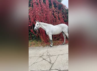 Holstein, Mare, 12 years, 17 hh, Gray-Dapple