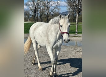 Holstein, Mare, 13 years, 15.3 hh, Gray