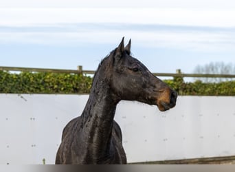 Holstein, Mare, 13 years, 15,2 hh, Bay-Dark