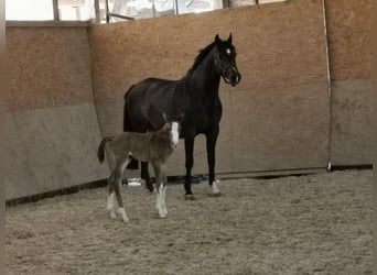 Holstein, Mare, 13 years, 16,1 hh, Bay-Dark