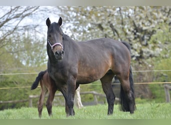 Holsteiner, Stute, 13 Jahre, 16,1 hh, Dunkelbrauner