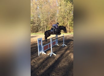 Holsteiner, Stute, 13 Jahre, 16,1 hh, Dunkelbrauner