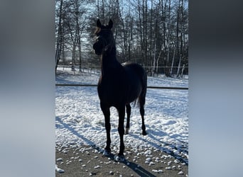 Holstein, Mare, 13 years, 16.1 hh, Bay-Dark