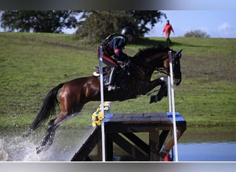 Holstein, Mare, 13 years, 16.1 hh, Bay