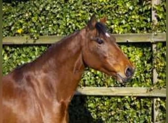 Holstein, Mare, 13 years, 16,1 hh, Brown