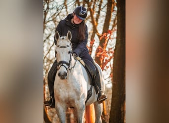 Holstein, Mare, 13 years, 16,1 hh, Gray