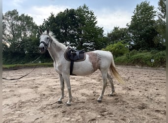 Holstein, Mare, 13 years, 16.1 hh, Grey-Fleabitten