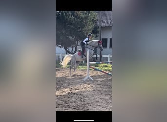 Holstein, Mare, 13 years, 16.1 hh, Grey