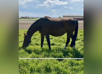 Holstein, Mare, 13 years, 16,2 hh, Brown