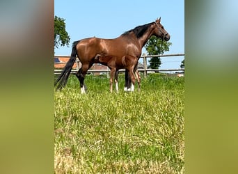 Holstein, Mare, 13 years, 16,2 hh, Brown