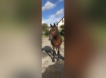 Holstein, Mare, 13 years, 16,2 hh, Brown