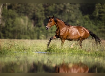 Holstein, Mare, 13 years, 16,2 hh, Brown