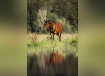 Holstein, Mare, 13 years, 16,2 hh, Brown