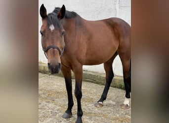 Holstein, Mare, 13 years, 16.2 hh, Brown