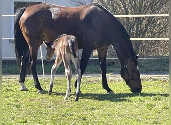 Holstein, Mare, 13 years, 16.2 hh, Brown