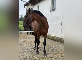 Holstein, Mare, 13 years, 16.2 hh, Brown