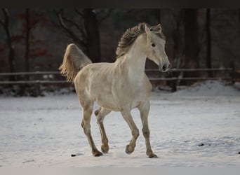 Holstein, Mare, 13 years, 16.2 hh, Grey