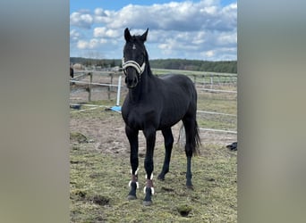 Holstein, Mare, 13 years, 16.2 hh, Grey