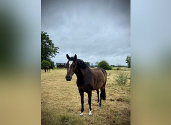 Holstein, Mare, 13 years, 16 hh, Bay-Dark