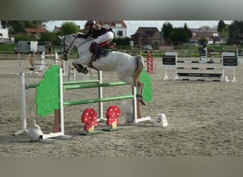 Holstein, Mare, 13 years, 16 hh, Grey