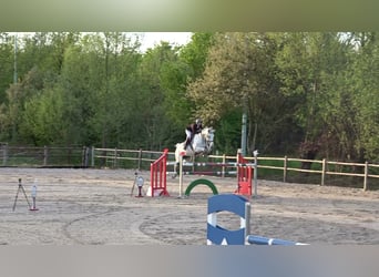 Holstein, Mare, 13 years, 16 hh, Grey