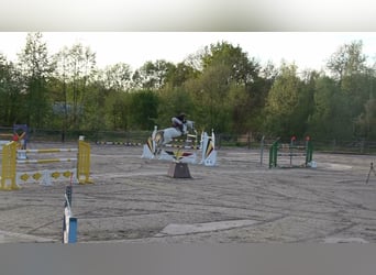 Holstein, Mare, 13 years, 16 hh, Grey