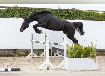 Holstein, Mare, 13 years, 16 hh