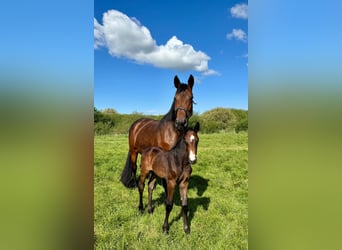 Holstein, Mare, 13 years, 16,2 hh, Brown