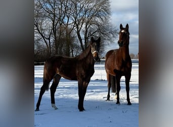 Holstein, Mare, 13 years, 16,2 hh, Brown