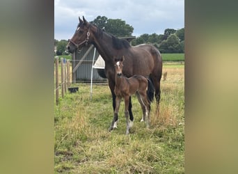 Holstein, Mare, 13 years, 17 hh, Bay-Dark