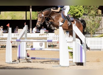 Holstein, Mare, 13 years, 17 hh, Bay-Dark