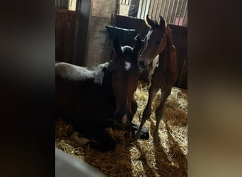 Holstein, Mare, 13 years, 17 hh, Bay-Dark