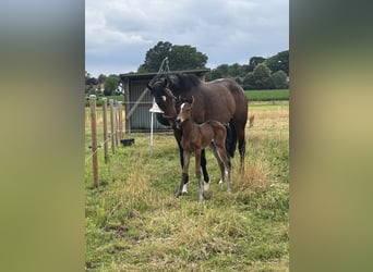 Holstein, Mare, 13 years, 17 hh, Bay-Dark