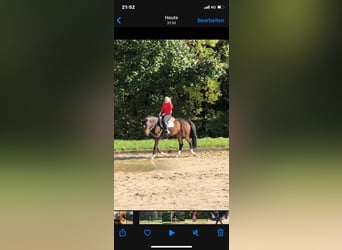 Holstein, Mare, 14 years, 15.3 hh, Brown