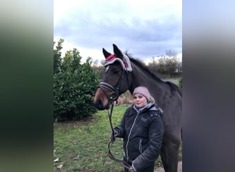 Holstein, Mare, 14 years, 15,3 hh, Brown