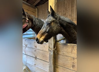 Holstein, Mare, 14 years, 16.1 hh, Bay-Dark