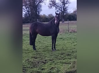 Holstein, Mare, 14 years, 16.1 hh, Bay-Dark