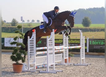 Holstein, Mare, 14 years, 16.1 hh, Bay-Dark