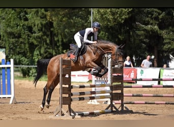 Holstein, Mare, 14 years, 16.1 hh, Brown