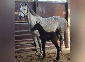 Holstein, Mare, 14 years, 16,1 hh, Gray