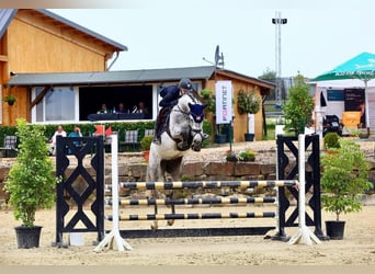 Holstein, Mare, 14 years, 16.1 hh, Grey