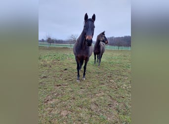 Holstein, Mare, 14 years, 16.2 hh, Bay-Dark