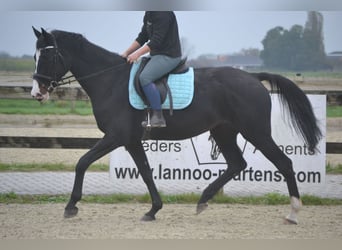 Holstein, Mare, 14 years, 16,2 hh, Black