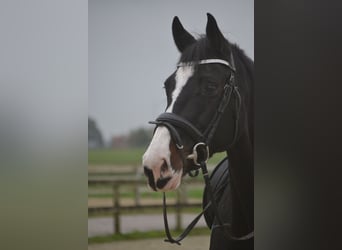 Holstein, Mare, 14 years, 16,2 hh, Black