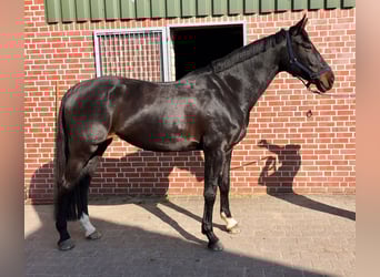 Holstein, Mare, 14 years, 16.3 hh, Smoky-Black