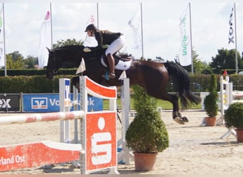 Holstein, Mare, 14 years, 16.3 hh, Smoky-Black