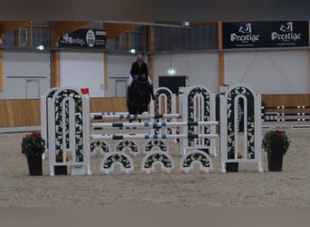 Holstein, Mare, 14 years, 16.3 hh, Smoky-Black