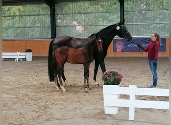 Holstein, Mare, 14 years, 16.3 hh, Smoky-Black